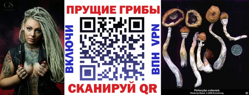 Псилоцибиновые грибы Psilocybe  цена   Гаджиево 